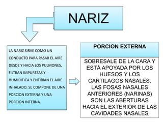 NARIZ
LA NARIZ SIRVE COMO UN
CONDUCTO PARA PASAR EL AIRE
DESDE Y HACIA LOS PULMONES,
FILTRAN IMPUREZAS Y
HUMIDIFICA Y ENTIBIAN EL AIRE
INHALADO. SE COMPONE DE UNA
PORCION EXTERNA Y UNA
PORCION INTERNA.
PORCION EXTERNA
SOBRESALE DE LA CARA Y
ESTÁ APOYADA POR LOS
HUESOS Y LOS
CARTILAGOS NASALES.
LAS FOSAS NASALES
ANTERIORES (NARINAS)
SON LAS ABERTURAS
HACIA EL EXTERIOR DE LAS
CAVIDADES NASALES
 
