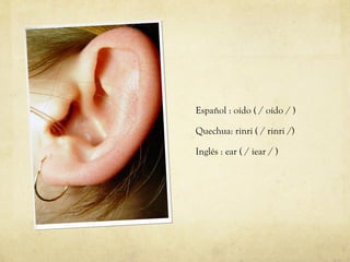 Español : oído ( / oído / ) Quechua: rinri ( / rinri /) Inglés : ear ( / iear / ) 