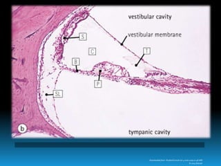 Downloaded from: StudentConsult (on 4 June 2009 01:48 AM)
© 2005 Elsevier
 