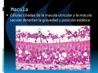 Downloaded from: StudentConsult (on 4 June 2009 01:48 AM)
© 2005 Elsevier
Macula
 Células ciliadas de la macula utricular y la macula
sacular detectan la gravedad y posición estática
 