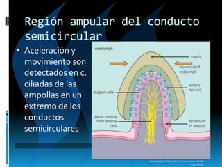 Downloaded from: StudentConsult (on 4 June 2009 01:48 AM)
© 2005 Elsevier
Región ampular del conducto
semicircular
 Aceleración y
movimiento son
detectados en c.
ciliadas de las
ampollas en un
extremo de los
conductos
semicirculares
 