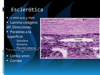 Esclerótica
 1 mm a 0.5 mm
 Lamina colágeno
dif. Direcciones.
 Paralelas a la
superficie
 Episclera
 Estroma
 Porción interna
 Limbo 1mm
 Cornea
 