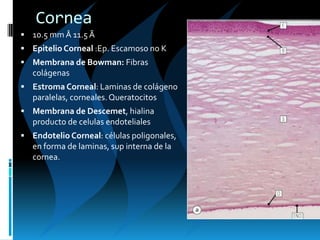 Cornea
 10.5 mm Â 11.5 Ã
 Epitelio Corneal :Ep. Escamoso no K
 Membrana de Bowman: Fibras
colágenas
 Estroma Corneal: Laminas de colágeno
paralelas, corneales.Queratocitos
 Membrana de Descemet, hialina
producto de celulas endoteliales
 Endotelio Corneal: células poligonales,
en forma de laminas, sup interna de la
cornea.
 