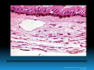 Downloaded from: StudentConsult (on 4 June 2009 01:48 AM)
© 2005 Elsevier
 
