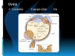 Uvea
 Coroides Cuerpo ciliar Iris
 