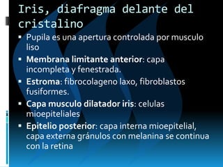 Iris, diafragma delante del
cristalino
 Pupila es una apertura controlada por musculo
liso
 Membrana limitante anterior: capa
incompleta y fenestrada.
 Estroma: fibrocolageno laxo, fibroblastos
fusiformes.
 Capa musculo dilatador iris: celulas
mioepiteliales
 Epitelio posterior: capa interna mioepitelial,
capa externa gránulos con melanina se continua
con la retina
 