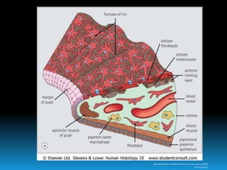 Downloaded from: StudentConsult (on 4 June 2009 01:48 AM)
© 2005 Elsevier
 