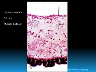 Downloaded from: StudentConsult (on 4 June 2009 01:48 AM)
© 2005 Elsevier
Limitante anterior
Estroma
Musculo dilatador
 