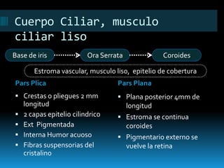 Cuerpo Ciliar, musculo
ciliar liso
Pars Plica Pars Plana
 Crestas o pliegues 2 mm
longitud
 2 capas epitelio cilindrico
 Ext Pigmentada
 Interna Humor acuoso
 Fibras suspensorias del
cristalino
 Plana posterior 4mm de
longitud
 Estroma se continua
coroides
 Pigmentario externo se
vuelve la retina
Base de iris Ora Serrata Coroides
Estroma vascular, musculo liso, epitelio de cobertura
 