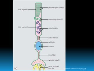 Downloaded from: StudentConsult (on 4 June 2009 01:48 AM)
© 2005 Elsevier
 