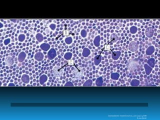 Downloaded from: StudentConsult (on 4 June 2009 01:48 AM)
© 2005 Elsevier
 