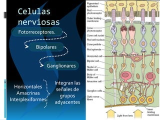 Celulas
nerviosas
Fotorreceptores.
Bipolares
Ganglionares
Horizontales
Amacrinas
Interplexiformes
Integran las
señales de
grupos
adyacentes
 