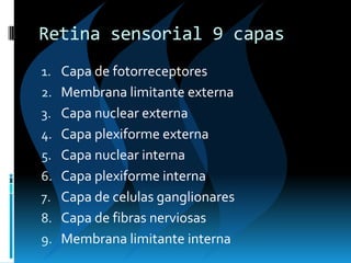 Retina sensorial 9 capas
1. Capa de fotorreceptores
2. Membrana limitante externa
3. Capa nuclear externa
4. Capa plexiforme externa
5. Capa nuclear interna
6. Capa plexiforme interna
7. Capa de celulas ganglionares
8. Capa de fibras nerviosas
9. Membrana limitante interna
 