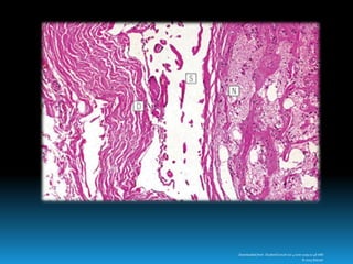 Downloaded from: StudentConsult (on 4 June 2009 01:48 AM)
© 2005 Elsevier
 