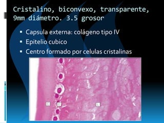 Cristalino, biconvexo, transparente,
9mm diámetro. 3.5 grosor
 Capsula externa: colágeno tipo IV
 Epitelio cubico
 Centro formado por celulas cristalinas
 