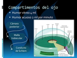 Compartimentos del ojo
 Humor vitreo 4 ml
 Humor acuoso 2 ml por minuto
Cámara
posterior
Malla
trabecular
Conducto
de Schlem
 