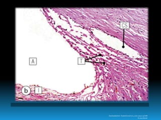 Downloaded from: StudentConsult (on 4 June 2009 01:48 AM)
© 2005 Elsevier
 