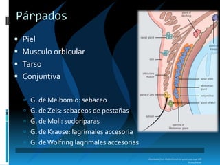 Downloaded from: StudentConsult (on 4 June 2009 01:48 AM)
© 2005 Elsevier
Párpados
 Piel
 Musculo orbicular
 Tarso
 Conjuntiva
 G. de Meibomio: sebaceo
 G. de Zeis: sebaceos de pestañas
 G. de Moll: sudoriparas
 G. de Krause: lagrimales accesoria
 G. deWolfring lagrimales accesorias
 