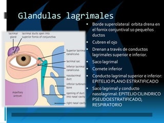 Glandulas lagrimales
 Borde superolateral orbita drena en
el fornix conjuntival 10 pequeños
ductos
 Cubren el ojo
 Drenan a través de conductos
lagrimales superior e inferior.
 Saco lagrimal
 Cornete inferior
 Conducto lagrimal superior e inferior:
EPITELIO PLANO ESTRATIFICADO
 Saco lagrimal y conducto
nasolagrimal: EPITELIOCILINDRICO
PSEUDOESTRATIFICADO,
RESPIRATORIO
 