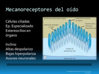 Downloaded from: StudentConsult (on 4 June 2009 01:48 AM)
© 2005 Elsevier
Mecanoreceptores del oído
Células ciliadas
Ep. Especializado
Estereocilios en
órgano
Inclino
Altas despolarizo
Bajas hiperpolariza
Axones neuronales
 