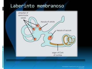 Downloaded from: StudentConsult (on 4 June 2009 01:48 AM)
© 2005 Elsevier
Laberinto membranoso
 