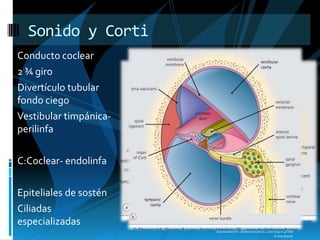 Downloaded from: StudentConsult (on 4 June 2009 01:48 AM)
© 2005 Elsevier
Sonido y Corti
Conducto coclear
2 ¾ giro
Divertículo tubular
fondo ciego
Vestibular timpánica-
perilinfa
C:Coclear- endolinfa
Epiteliales de sostén
Ciliadas
especializadas
 