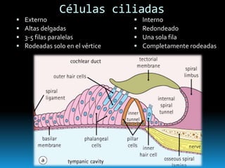  Externo
 Altas delgadas
 3-5 filas paralelas
 Rodeadas solo en el vértice
 Interno
 Redondeado
 Una sola fila
 Completamente rodeadas
Células ciliadas
 