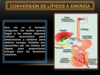 CONVERSIÓN DE LÍPIDOS A ENERGÍA

Una
vez
en
el
torrente
sanguíneo, los ácidos grasos
llegan a las células adiposas
(células
musculares)
para
almacenarse u oxidarse para
obtener energía. También son
absorbidos por las células del
hígado
para
proporcionar
energía para las funciones
celulares.

 