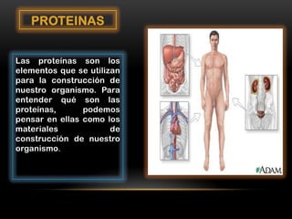 PROTEINAS
Las proteínas son los
elementos que se utilizan
para la construcción de
nuestro organismo. Para
entender qué son las
proteínas,
podemos
pensar en ellas como los
materiales
de
construcción de nuestro
organismo.

 