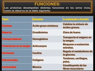 FUNCIONES:
Las proteínas desempeñan distintas funciones en los seres vivos,
como se observa en la tabla siguiente:

Tipos

Ejemplos

Localización o función

Enzimas

Ácido-graso-sintetosa

Cataliza la síntesis de
ácidos grasos.

Reserva

Ovoalbúmina

Clara de huevo.

Transportadoras

Hemoglobina

Transporta el oxígeno en
la sangre.

Protectoras en la sangre Anticuerpos

Bloquean a sustancias
extrañas.

Hormonas

Insulina

Regula el metabolismo de
la glucosa.

Estructurales

Colágeno

Tendones, cartílagos,
pelos.

Contráctiles

Miosina

Constituyente de las
fibras musculares

 