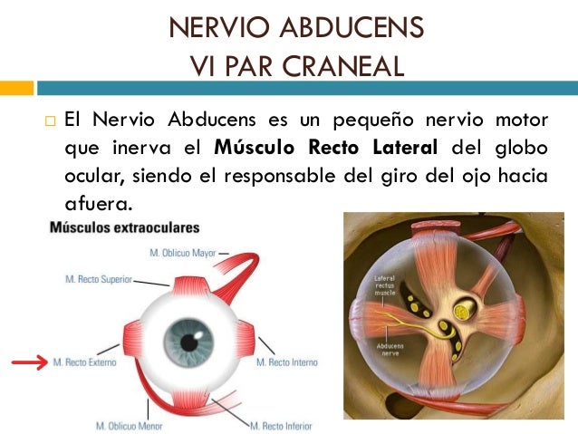 N.Abducens