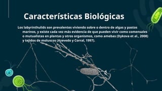 Labyrinthulids Exposición. Labyrinthomorpha.itvo.b2b.pptx