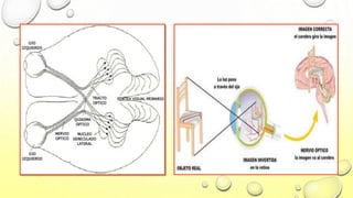 Sistema Visual | PPTX
