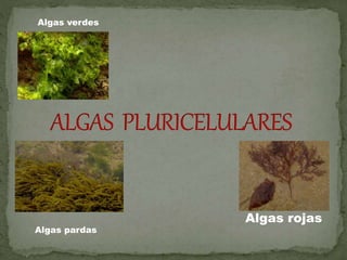 Algas verdes
Algas pardas
Algas rojas
 