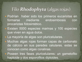  Podrían haber sido los primeros eucariotas en
formarse mediante endosimbiosis con
procariotas fotosintético.
 Existen 5000 especies marinas y 100 especies
que viven en agua dulce.
 La mayoría de algas son pluricelulares.
 Muchas algas rojas forman capas de carbonato
de cálcico en sus paredes celulares. estas se
conocen como algas coralinas.
 Poseen tres fases pluricelulares: un gametofito
haploide y dos esporofitos diploides.
 