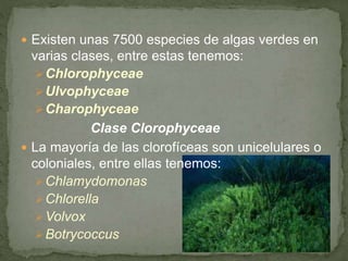  Existen unas 7500 especies de algas verdes en
varias clases, entre estas tenemos:
Chlorophyceae
Ulvophyceae
Charophyceae
Clase Clorophyceae
 La mayoría de las clorofíceas son unicelulares o
coloniales, entre ellas tenemos:
Chlamydomonas
Chlorella
Volvox
Botrycoccus
 