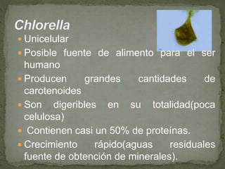  Unicelular
 Posible fuente de alimento para el ser
humano
 Producen grandes cantidades de
carotenoides
 Son digeribles en su totalidad(poca
celulosa)
 Contienen casi un 50% de proteínas.
 Crecimiento rápido(aguas residuales
fuente de obtención de minerales).
 