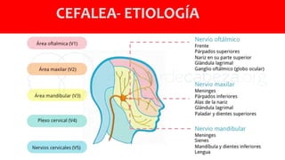 CEFALEA- ETIOLOGÍA
 