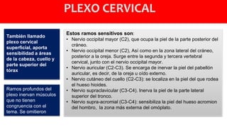 PLEXO CERVICAL
También llamado
plexo cervical
superficial, aporta
sensibilidad a áreas
de la cabeza, cuello y
parte superior del
tórax
Estos ramos sensitivos son:
• Nervio occipital mayor (C2), que ocupa la piel de la parte posterior del
cráneo.
• Nervio occipital menor (C2), Así como en la zona lateral del cráneo,
posterior a la oreja. Surge entre la segunda y tercera vertebral
cervical, junto con el nervio occipital mayor.
• Nervio auricular (C2-C3). Se encarga de inervar la piel del pabellón
auricular, es decir, de la oreja u oído externo.
• Nervio cutáneo del cuello (C2-C3): se localiza en la piel del que rodea
el hueso hioides.
• Nervio supraclavicular (C3-C4). Inerva la piel de la parte lateral
superior del tronco.
• Nervio supra-acromial (C3-C4): sensibiliza la piel del hueso acromion
del hombro, la zona más externa del omóplato.
Ramos profundos del
plexo inervan músculos
que no tienen
congruencia con el
tema. Se omitieron
 
