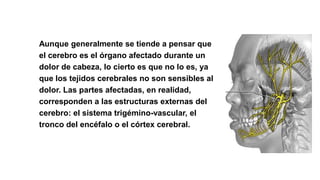 • Aunque generalmente se tiende a pensar que
el cerebro es el órgano afectado durante un
dolor de cabeza, lo cierto es que no lo es, ya
que los tejidos cerebrales no son sensibles al
dolor. Las partes afectadas, en realidad,
corresponden a las estructuras externas del
cerebro: el sistema trigémino-vascular, el
tronco del encéfalo o el córtex cerebral.
 
