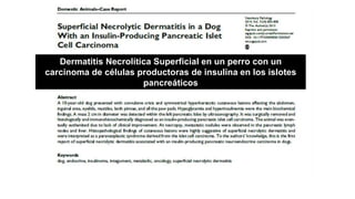 Dermatitis Necrolítica Superficial en un perro con un
carcinoma de células productoras de insulina en los islotes
pancreáticos
 