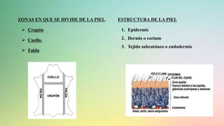 ZONAS EN QUE SE DIVIDE DE LA PIEL.
 Crupón
 Cuello.
 Falda
ESTRUCTURA DE LA PIEL
1. Epidermis
2. Dermis o corium
3. Tejido subcutáneo o endodermis
 