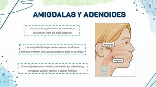 AMIGDALAS Y ADENOIDES
Son pequeñas y con forma de diamante, se
encuentran entre los arcos palatinos.
Las amígdalas faríngeas se encuentran en el borde
faríngeo, mientras que las linguales en la base de la lengua
Cuando presentan un tamaño aumentado, los adenoides y
amígdalas pueden obstruir el acceso faríngeo
 