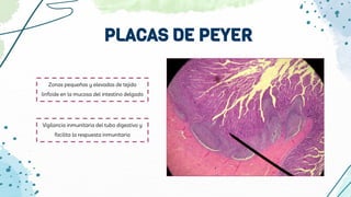 Zonas pequeñas y elevadas de tejido
linfoide en la mucosa del intestino delgado
Vigilancia inmunitaria del tubo digestivo y
facilita la respuesta inmunitaria
PLACAS DE PEYER
 