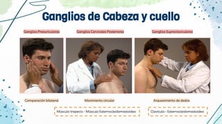 Ganglios Preauriculares Ganglios Supraclaviculares
Ganglios Cervicales Posteriores
Ganglios de Cabeza y cuello
Comparación bilateral
Músculo trapecio - Músculo Esternocleidomastoideo
Movimiento circular Arqueamiento de dedos
Clavícula - Esternocleidomastoideo
 
