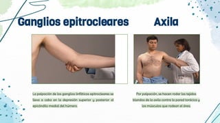Ganglios epitrocleares Axila
Por palpación, se hacen rodar los tejidos
blandos de la axila contra la pared torácica y
los músculos que rodean el área.
La palpación de los ganglios linfáticos epitrocleares se
lleva a cabo en la depresión superior y posterior al
epicóndilo medial del húmero.
 