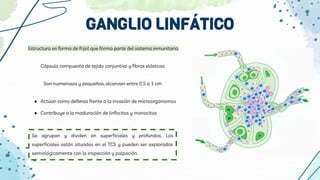 Cápsula compuesta de tejido conjuntivo y fibras elásticas
Son numerosos y pequeños, alcanzan entre 0.5 a 1 cm
● Actúan como defensa frente a la invasión de microorganismos
● Contribuye a la maduración de linfocitos y monocitos
GANGLIO LINFÁTICO
Estructura en forma de frijol que forma parte del sistema inmunitario.
Se agrupan y dividen en superficiales y profundos. Los
superficiales están situados en el TCS y pueden ser explorados
semiológicamente con la inspección y palpación.
 