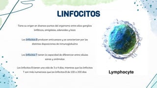 Tiene su origen en diversos puntos del organismo entre ellos ganglios
linfáticos, amígdalas, adenoides y bazo
Los linfocitos B producen anticuerpos y se caracterizan por las
distintas disposiciones de inmunoglobulina
Los linfocitos T tienen la capacidad de diferenciar entre células
sanas y anómalas
Los linfocitos B tienen una vida de 3 a 4 días, mientras que los linfocitos
T son más numerosos que los linfocitos B de 100 a 200 días
LINFOCITOS
 