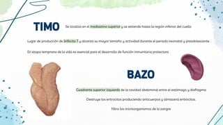 TIMO Se localiza en el mediastino superior y se extiende hasta la región inferior del cuello
Lugar de producción de linfocito T y alcanza su mayor tamaño y actividad durante el periodo neonatal y preadolescente
En etapa temprana de la vida es esencial para el desarrollo de función inmunitaria protectora
Cuadrante superior izquierdo de la cavidad abdominal entre el estómago y diafragma
Destruye los eritrocitos produciendo anticuerpos y almacena eritrocitos.
Filtra los microorganismos de la sangre
BAZO
 