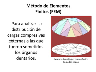 Método de Elementos
            Finitos (FEM)

  Para analizar la
  distribución de
cargas compresivas
 externas a las que
 fueron sometidos
    los órganos
     dentarios.       Muestra la malla de puntos finitos
                              llamados nodos.
 